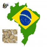 دانه قهوه برزیل