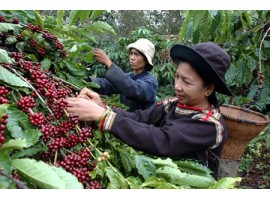 آشنایی با قهوه ویتنام