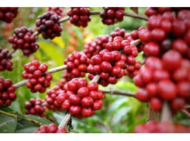 آشنایی با قهوه برزیل