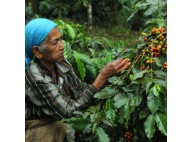 آشنایی با قهوه هندوستان